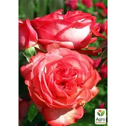 Троянда плетиста Agro-Market Antikе саджанець класу АА+ вищий сорт 1 шт. в упаковці (37204) - мініатюра 2