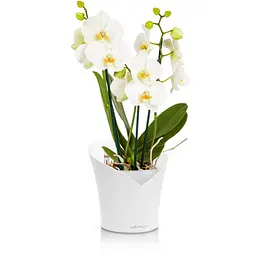 Вазон Lechuza Orchidea, 1 л, білий (13960) - мініатюра 4