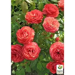 Троянда флорибунда Agro-Market Черрі Герл саджанець класу АА+ вищий сорт 1 шт. в упаковці (178174) - мініатюра 3
