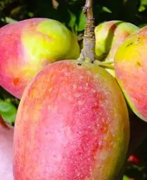 Саджанець Agro-Market Яблуня Кандиль синап (осінній сорт, середній термін дозрівання) (46268) 1 шт. в упаковці - мініатюра 3