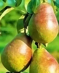 Саджанець Agro-Market Груша Гортензія (осінній сорт, середній термін дозрівання) (46230) 1 шт. в упаковці - мініатюра 2