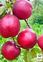 Саджанець Agro-Market Нектарин Лола (лисий персик, новий, середньоранній термін дозрівання) 1 шт. в упаковці (178795) - мініатюра 2