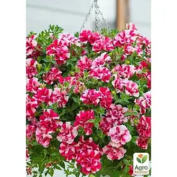Саджанець Agro-Market Петунія напівампельна Tumbelina Cherry Ripple (контейнер №10 висота 10-15 см) (52236) 1 шт. в упаковці - мініатюра 3