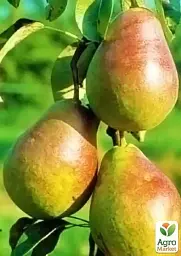Саджанець Agro-Market Груша Гортензія (осінній сорт, середній термін дозрівання) 1 шт. в упаковці (46230) - мініатюра 2