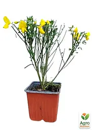 Саджанець Agro-Market Рокитник Cytisus Scoparius Vanessa (49181) - мініатюра 2