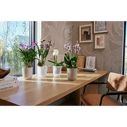Горшик Elho Vibes fold orchid high 13 см прозорий (527662) - мініатюра 6