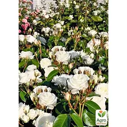 Троянда кущова Agro-Market Алабастер Alabaster саджанець класу АА+ вищий сорт 1 шт. в упаковці (178137) - мініатюра 3