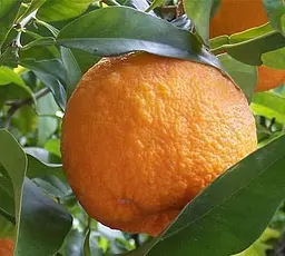 Саджанець Agro-Market Апельсин Гамлін (44381) 1 шт. в упаковці - мініатюра 2