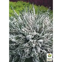 Саджанець Agro-Market Верес вічнозелений Verenka (44146) 1 шт. в упаковці - мініатюра 2