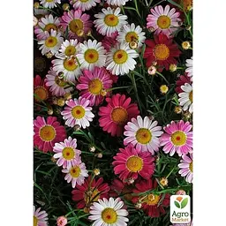 Саджанець Agro-Market Аргірантемум Cream Pink (контейнер №10 висота 15 см) (176636) 1 шт. в упаковці - мініатюра 2