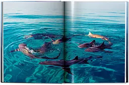 Michael Muller. Sharks - мініатюра 6