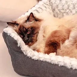 Лежак для собак і котів Ferplast Sweetie 45 зі штучним хутром сірий 48x37x16 см 81064499 - мініатюра 4