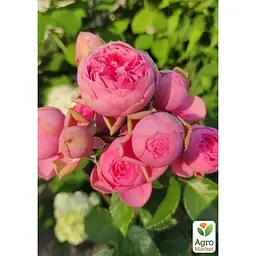 Троянда кущова Agro-Market Happy Piano саджанець класу АА+ вищий сорт 1 шт. в упаковці (181333) - мініатюра 2