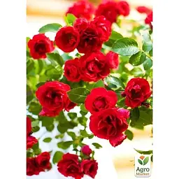 Саджанець Agro-Market Троянда плетиста Фламентанз (клас АА +) вищий сорт (15898) 1 шт. - мініатюра 3