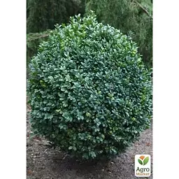 Саджанець Agro-Market Самшит вічнозелений Buxus sempervirens 2-х річний (38114) 1 шт. в упаковці - мініатюра 2