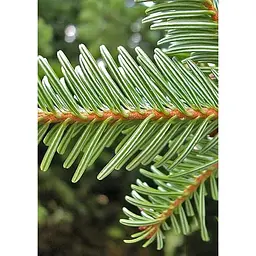 Саджанець Agro-Market Ялиця Європейська біла 5-річна (Abies alba) С5 висота 30-40 см 1 шт. в упаковці (184167) - мініатюра 2