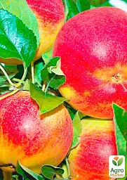 Саджанець Agro-Market Яблуня Чемпіон (Ранньозимовий сорт) 1 шт. в упаковці (25647) - мініатюра 2