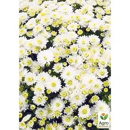 Саджанець Agro-Market Хризантема мультифлора куляста Jasoda White (101629) 1 шт. в упаковці - мініатюра 4