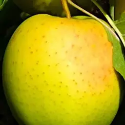 Саджанець Agro-Market Яблуня Голден Делішес Рейнджерс (зимовий сорт, пізній термін дозрівання) (36528) 1 шт. в упаковці - мініатюра 2