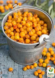 Саджанець Agro-Market Обліпиха Чуйська солодка (хлопчик + дівчинка) ранній термін дозрівання) комплект 2 шт. (45707) - мініатюра 3