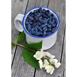 Саджанець Agro-Market Жимолость Сельгінка (ранній термін дозрівання, дуже врожайний сорт) 1 шт. в упаковці (43964) - мініатюра 4
