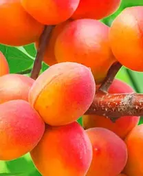 Саджанець Agro-Market Абрикос Червонощокий (літній сорт, ранній термін дозрівання) (15753) 1 шт. в упаковці - мініатюра 2