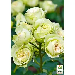 Троянда дрібноквіткова (спрей) Agro-Market Lovely Green саджанець класу АА+ вищий сорт 1 шт. в упаковці (51929) - мініатюра 2