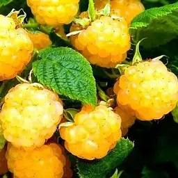 Малина Agro-Market "All Gold" (середньоранній термін дозрівання, великоплідний сорт) 1-річний саджанець (189518) 1 шт в упаковці