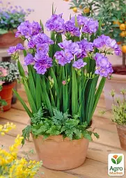 Саджанець Agro-Market Фрезія проста Purple 5 шт. в упаковці (176343) - мініатюра 2