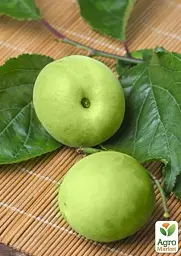 Саджанець Agro-Market Слива Ренклод Білий (літній сорт, ранній термін дозрівання) 1 шт. в упаковці (21375) - мініатюра 4