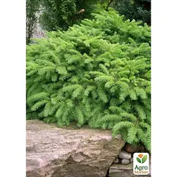 Саджанець Agro-Market Ялина Карликова Nidiformis (горщик P9) (49258) - мініатюра 2