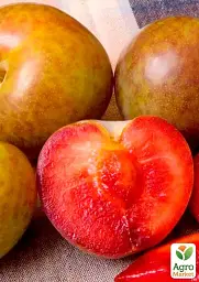 Саджанець Agro-Market Гібрид слива + абрикос Плумкот 1 шт. в упаковці (48776) - мініатюра 2