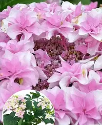 Гортензія Agro-Market Doppio Rosa Hydrangea macrophylla квітуча крупнолистова вазон С15 1 саджанець в упаковці - мініатюра 3