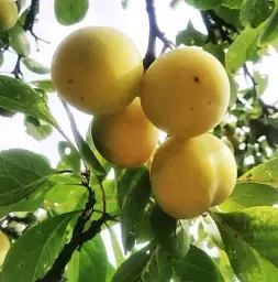 Саджанець Agro-Market Слива Біла медова (літній сорт, ранній термін дозрівання) 1 шт. в упаковці (17580) - мініатюра 5