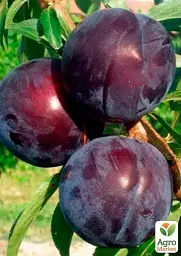 Саджанець Agro-Market Слива колоновидна Григорій Кроманов 1 шт. в упаковці (52712) - мініатюра 2