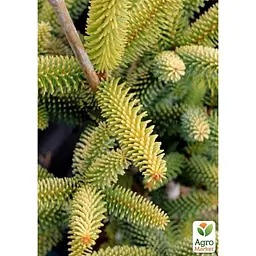 Саджанець Agro-Market Ялиця 3-х річна східна Aurea висота 20-30 см (166986) - мініатюра 2