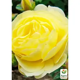 Троянда флорибунда Agro-Market Golden Border саджанець класу АА+ вищий сорт 1 шт. в упаковці (177028) - мініатюра 3