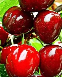 Саджанець Agro-Market Черешня Дилема (літній сорт, середній термін дозрівання) (25911) 1 шт. в упаковці - мініатюра 2