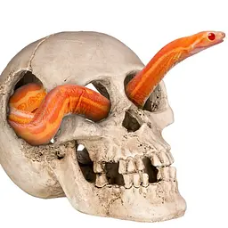 Декорація череп людини Terrario Human Skull XL 15x10x9см (161012) - мініатюра 3
