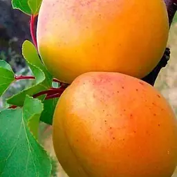 Саджанець Agro-Market Абрикос Робада (літній сорт, ранній термін дозрівання) (39862) 1 шт. в упаковці - мініатюра 5