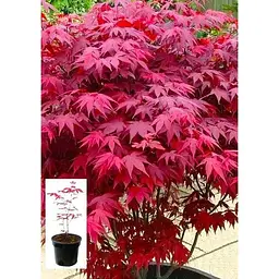 Саджанець Agro-Market Клен 3-х річний віяловий пальмолистний Атропурпуреум (Acer palmatum 'Atropurpureum ) С2 висота 40-70 см 1 шт. в упаковці (61512) - мініатюра 2