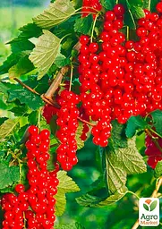 Саджанець Agro-Market Порічка (смородина) червона Ровада Rovada) середньо-пізній термін дозрівання, має великі, тверді і блискучі ягоди) 1 шт. в пакуванні (23393) - мініатюра 2