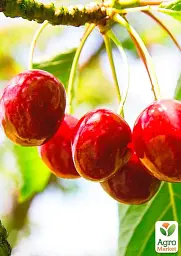 Саджанець Agro-Market Черешня Кордія (літній сорт, пізній термін дозрівання) 1 шт. в упаковці (20938) - мініатюра 2