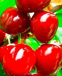 Саджанець Agro-Market Черешня чешської селекції Тамара (літній сорт, пізній термін дозрівання) (46282) 1 шт. в упаковці - мініатюра 2