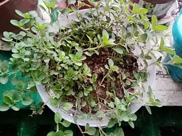 Саджанець Agro-Market Материнка звичайна (орегано) Компактум 1 шт. в упаковці (49836) - мініатюра 3