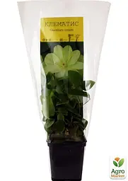 Саджанець Agro-Market Клематис Guernsey cream (повторноцветущій сорт) (15852) - мініатюра 3