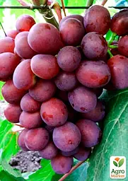 Саджанець Agro-Market Виноград Пам'яті Вчителя (найранніший термін дозрівання, ягоди не тріскаються і дуже великі) 1 шт. в пакуванні (25533) - мініатюра 2