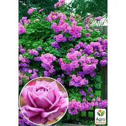Саджанець Agro-Market Троянда плетиста Віолет Парфум (клас АА +) вищий сорт (20629) 1 шт. - мініатюра 2