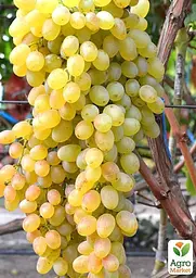 Саджанець Agro-Market Виноград Біле полум'я (кишмиш) 1 шт. в пакуванні (44879) - мініатюра 2