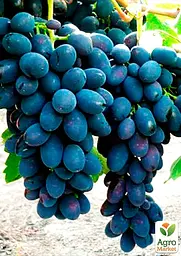 Саджанець Agro-Market Виноград Кодрянка (ранній термін дозрівання) 1 шт. в пакуванні (17690) - мініатюра 2